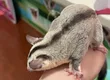 ももんが保育園 2