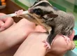飛鼠幼兒園 1