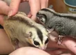 飞鼠幼儿园 3